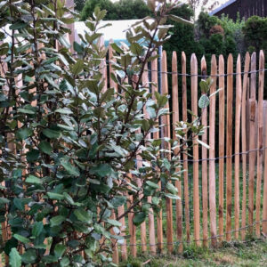 Ganivelle brise vue sciée écart 2-3 cm