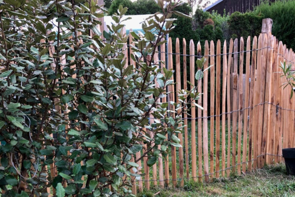 Ganivelle brise vue sciée écart 2-3 cm