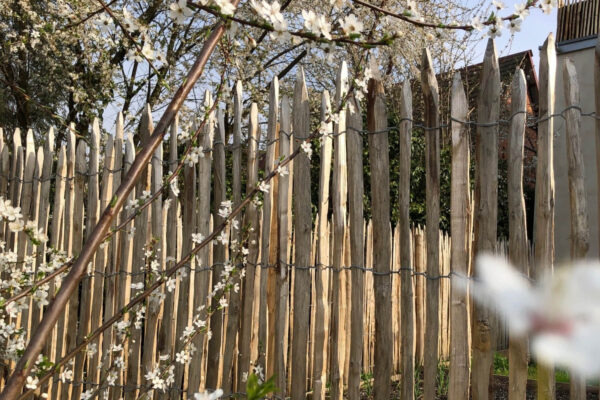 Ganivelles fendues 2 à 3 cm Versailles fontaine