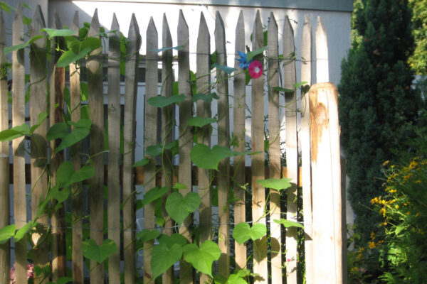 Ganivelle naturelle sciée écart 2-3 cm