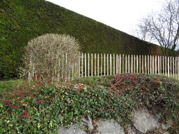 Ganivelle sciée écart 5cm