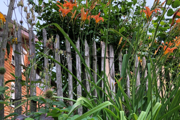 Ganivelles fendues écart 5 cm jardin