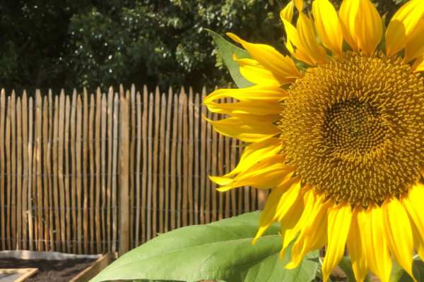 Ganivelles Versailles