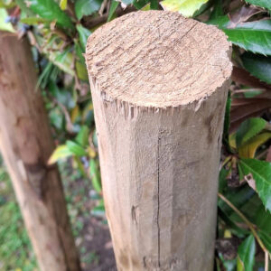 Piquets pointés 6-8cm