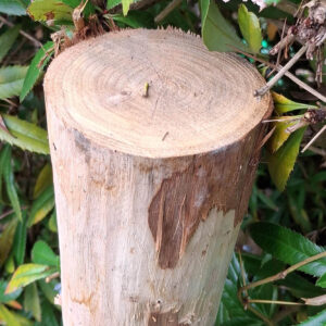 Piquets pointés 7,5-10cm