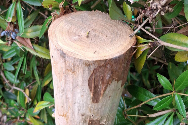 Piquets pointés 7,5-10cm